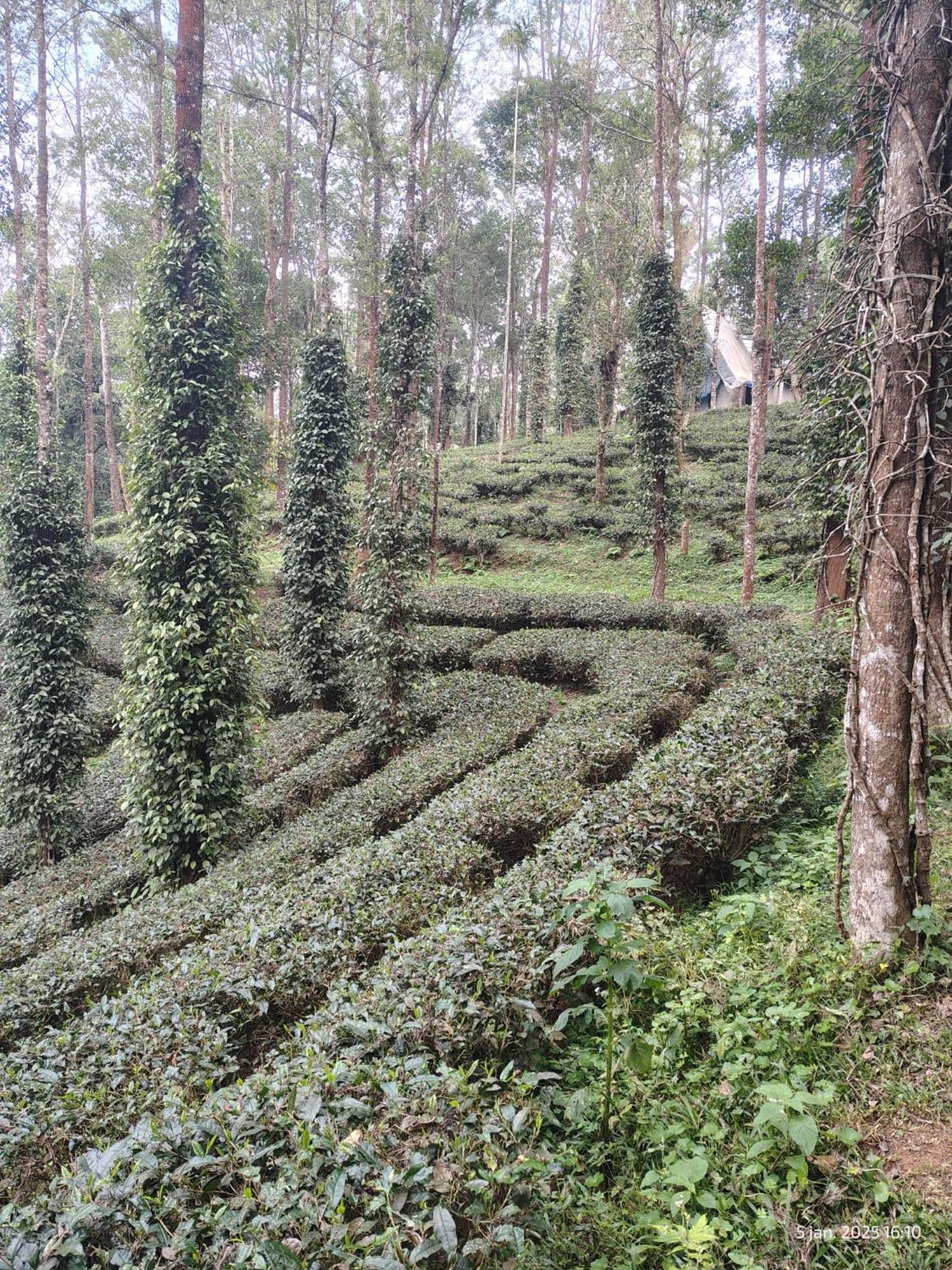 Jungle Jive Treehouse And Farm House Munnar Εξωτερικό φωτογραφία